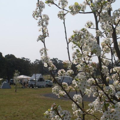 nc-imgs