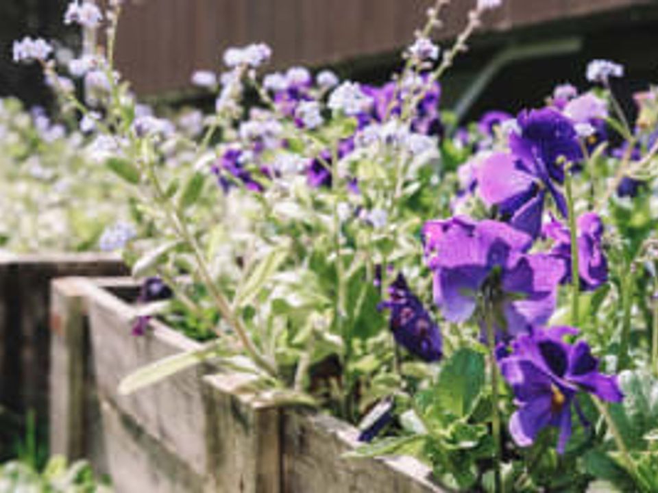 nc-imgs