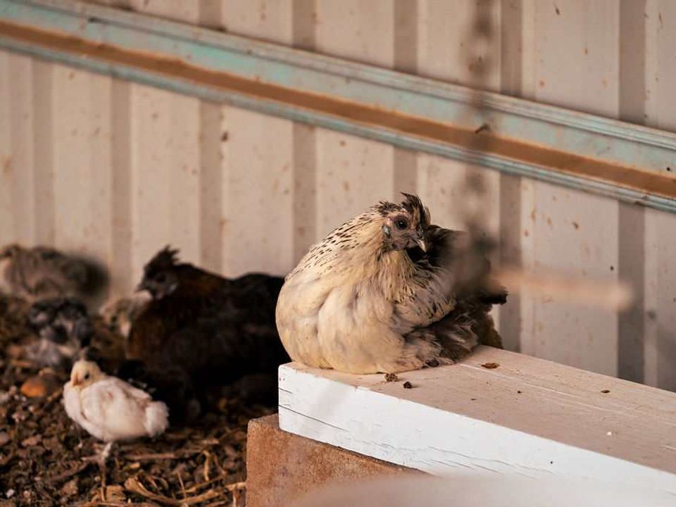 nc-imgs