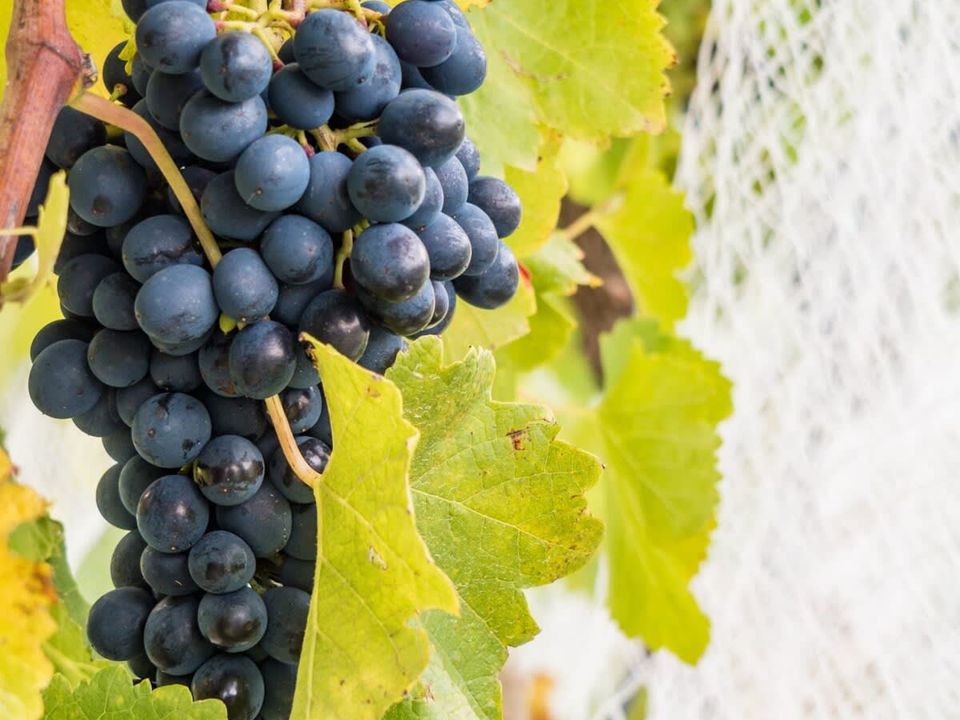 nc-imgs