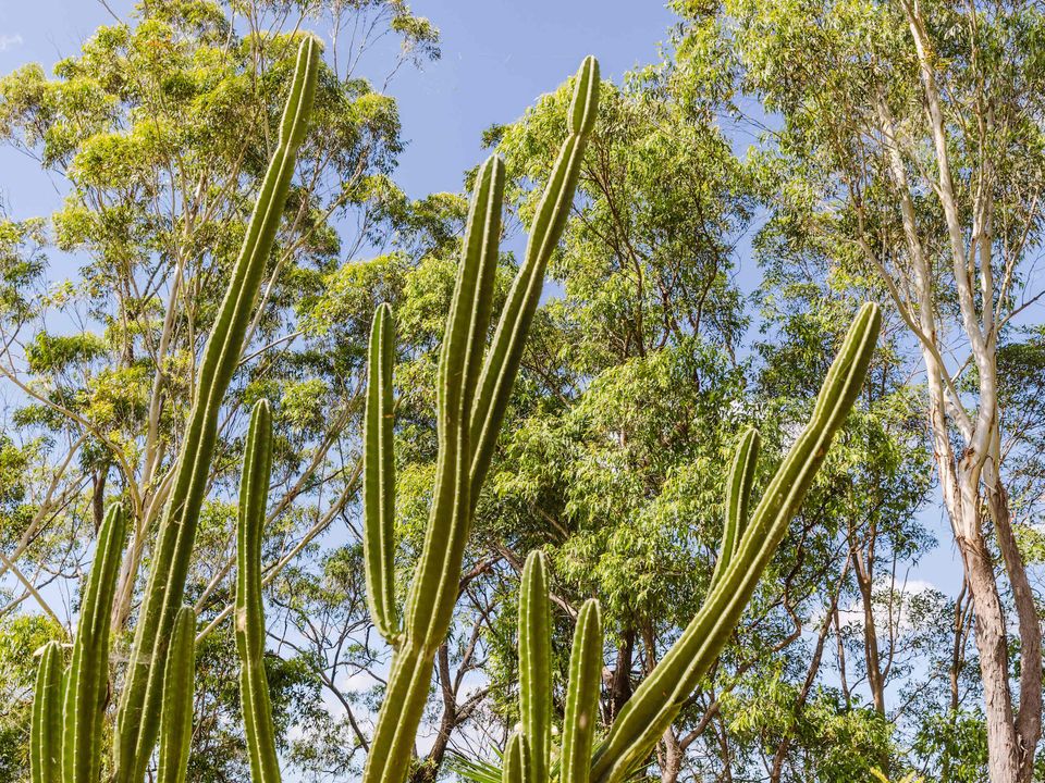nc-imgs